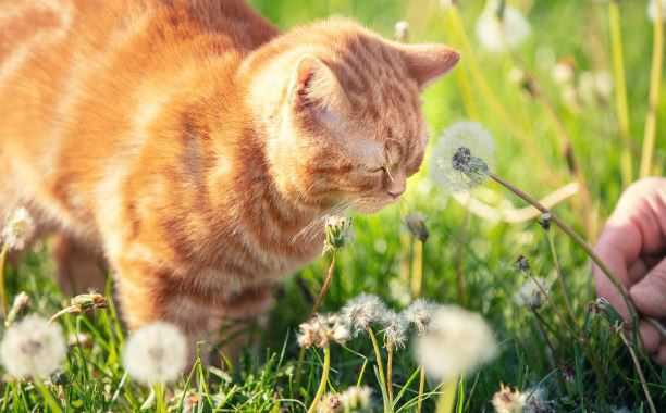 招财猫开运什么意思 这些有寓意的小知识你要知道