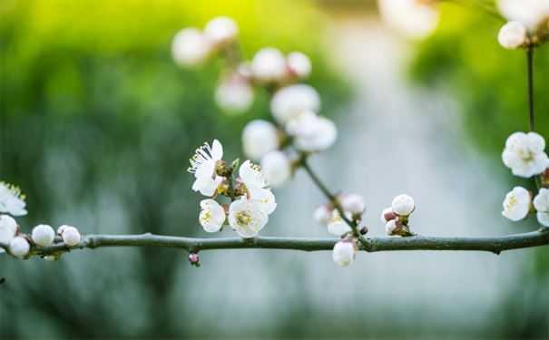 大师细说斩烂桃花符5种使用方法 快来开开眼