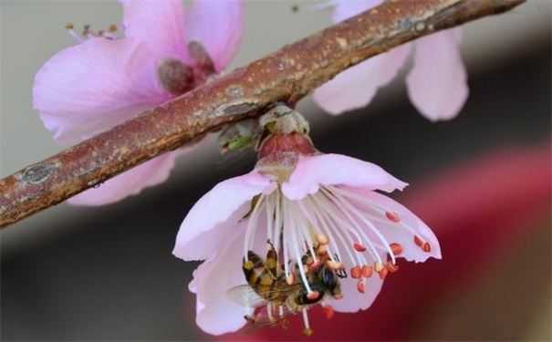 帮老公做斩桃花减少暧昧对象的出现，教你保卫家庭秘法